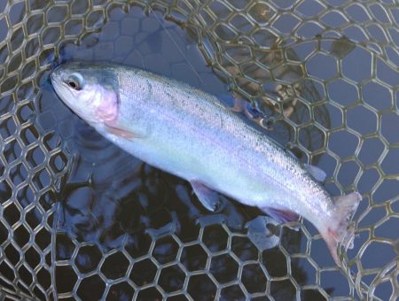 大安トラウトレイク釣果